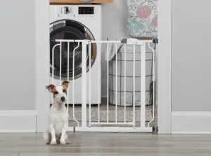 Best pet gate