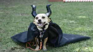 Best Halloween Costumes for Dogs - 5 New Ideas for 2021