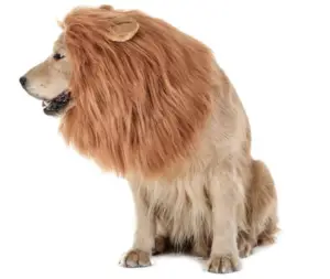 Best Halloween Costumes for Dogs - 5 New Ideas for 2021