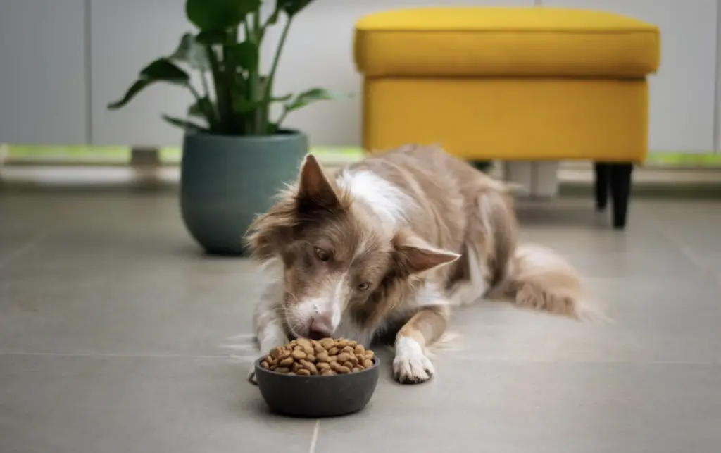 best dog food ultimate guide