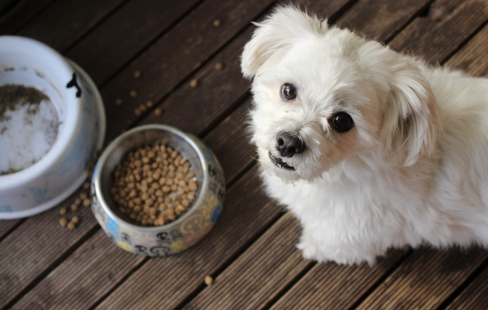 best dog food ultimate guide